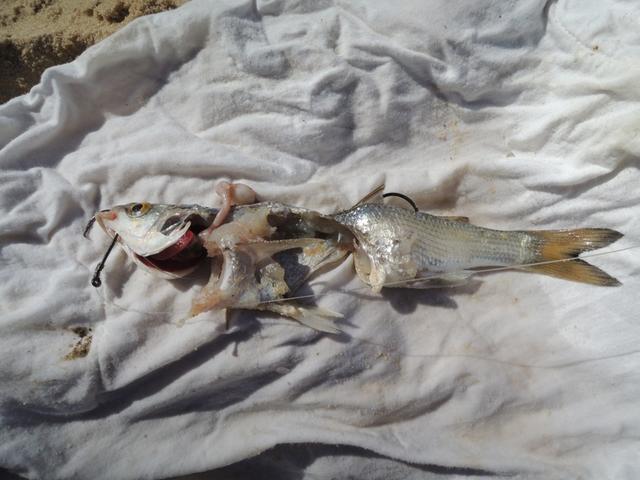 Massacred Mullet Bait Massacred Mullet Bait